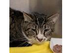 Adopt Zazzle 42369 a Domestic Short Hair