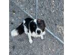 Adopt Ranger a Border Collie, Mixed Breed