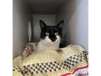 Adopt Zoro a Domestic Short Hair