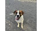 Adopt Chalupa a Mixed Breed