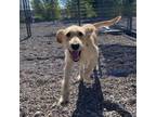 Adopt Bagel a Yellow Labrador Retriever