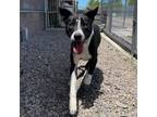 Adopt Guinness a Mixed Breed
