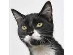 Adopt Jupiter a Domestic Short Hair