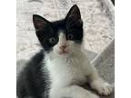 Adopt George a Domestic Short Hair