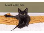 Adopt Edward Scissor Paws a Domestic Medium Hair, Domestic Short Hair