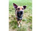 Adopt Sid The Sloth a Mixed Breed