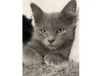 Adopt DJ Mittens a Domestic Medium Hair, Domestic Short Hair