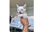 Adopt Azure a Domestic Short Hair