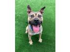 Adopt Robinhood a Pit Bull Terrier, Mixed Breed