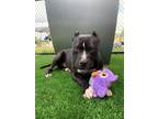 Adopt G a Pit Bull Terrier, Mixed Breed