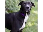 Adopt Kyler a Labrador Retriever
