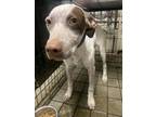 Adopt Blitz a Pointer