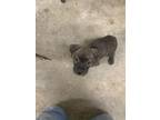 Adopt Hank a Pit Bull Terrier