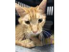 Adopt Chester a Domestic Short Hair