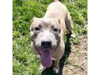 Adopt Bear a Pit Bull Terrier
