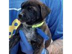 Adopt Rocket a Shepherd