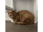 Adopt Winter a Domestic Long Hair