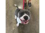 Adopt Frankie a Pit Bull Terrier