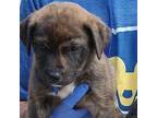 Adopt Groot a Shepherd