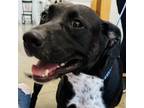 Adopt Jack a Labrador Retriever