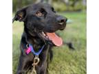 Adopt Bex a Labrador Retriever, Mixed Breed