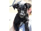 Adopt Jordan a Labrador Retriever, Border Collie