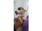 Adopt Hound Dawgs : Doc a Hound, Setter