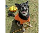 Adopt Teddy a Husky, Pit Bull Terrier