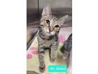 Adopt Dr. House a Domestic Short Hair
