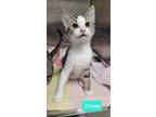 Adopt Frank a Domestic Short Hair
