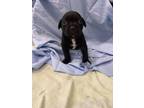Adopt Joseph a Pit Bull Terrier
