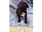 Adopt Joker a Pit Bull Terrier