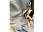 Adopt Justin a Pit Bull Terrier