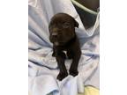 Adopt Jordan a Pit Bull Terrier