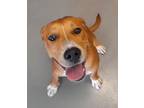 Adopt Forrest a Shepherd