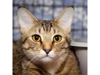 Adopt Jazz a Domestic Short Hair