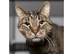 Adopt Arthur a Domestic Short Hair