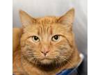 Adopt Pika a Domestic Short Hair