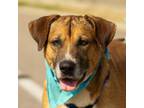 Adopt Sumo a Shepherd