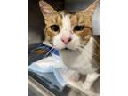 Adopt TC a Domestic Short Hair
