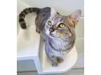 Adopt Blue Jeans a Domestic Short Hair