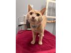 Adopt Mackerel a Domestic Short Hair