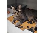 Adopt Jonesy a Domestic Short Hair