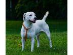 Adopt Odd Ball a Pit Bull Terrier, Mixed Breed