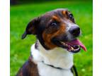 Adopt Tom Brady a Shepherd, Mixed Breed