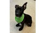 Adopt Charlie a Dutch Shepherd, Mixed Breed