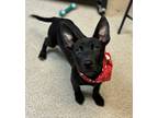 Adopt Bravo a Dutch Shepherd, Mixed Breed