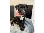 Adopt Slade a Labrador Retriever, Mixed Breed