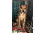 Adopt Stetson a Labrador Retriever, Mixed Breed