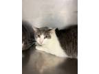 Adopt Zoom Zoom a Domestic Short Hair